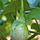 10X Seeds - AUBERGINE SEEDS Thai Cherry Round Eggplant Vegetable Seeds - Garden Vegetable Seeds
