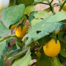 45X Seeds - Eggplant Golden Eggs Eggplant Vegetable Seeds - Garden Vegetable Seeds