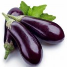 75X Seeds - EGGPLANT Florida Market Vegetable Seeds - Garden Vegetable Seeds