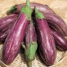 75X Seeds - EGGPLANT Tsakoniki Purple Vegetable Seeds - Garden Vegetable Seeds