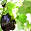 10X Seeds - Eggplant Black Beauty The Most Tender Vegetable Seeds - Garden Vegetable Seeds