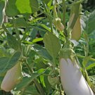 20X Seeds - Eggplant Asian White Vegetable Seeds - Garden Vegetable Seeds