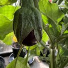 30X Seeds - EGGPLANT 'Black Beauty' (Solanum melongena) Vegetable Seeds - Garden Vegetable Seeds