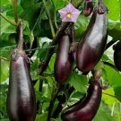 25X Seeds - Eggplant (Long Purple) Vegetable Seeds - Garden Vegetable Seeds
