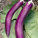 10X Seeds - EGGPLANT "Ping Tung Long" Vegetable Seeds - Garden Vegetable Seeds