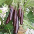 30X Seeds - EGGPLANT LITTLE FINGER Vegetable Seeds - Garden Vegetable Seeds