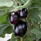 10X Seeds - EGGPLANT KABERI Vegetable Seeds - Garden Vegetable Seeds