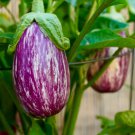 10X Seeds - EGGPLANT de GANDIA Vegetable Seeds - Garden Vegetable Seeds