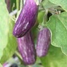10X Seeds - EGGPLANT GREEK SEEDS White Purple Vegetable Seeds - Garden Vegetable Seeds