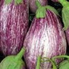 20X Seeds - EGGPLANT LISTADA Vegetable Seeds - Garden Vegetable Seeds