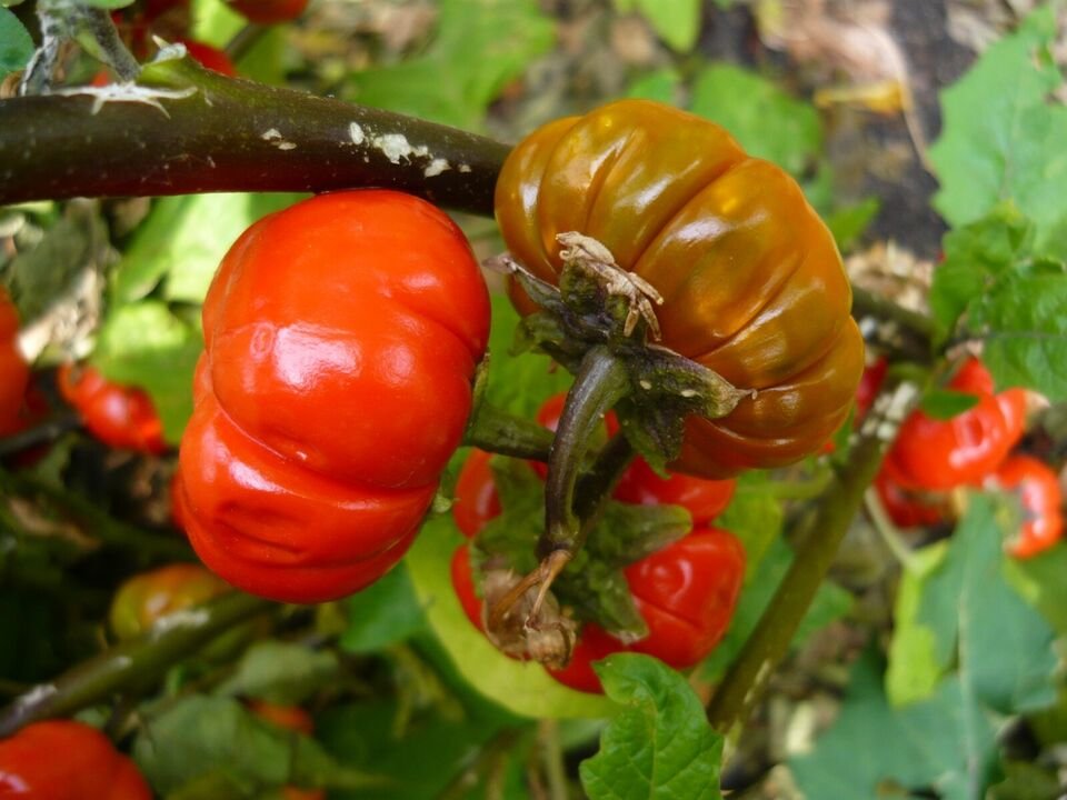 10X Seeds - Eggplant RED RUFFLE Vegetable Seeds - Garden Vegetable Seeds