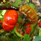 10X Seeds - Eggplant RED RUFFLE Vegetable Seeds - Garden Vegetable Seeds