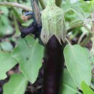 40X Seeds - Lebanese Eggplant Vegetable Seeds - Garden Vegetable Seeds