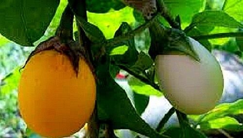 30X Seeds - Ornamental Eggplant &acirc;��Golden Eggs" Vegetable Seeds - Garden Vegetable Seeds
