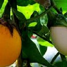30X Seeds - Ornamental Eggplant “Golden Eggs" Vegetable Seeds - Garden Vegetable Seeds