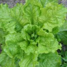 125X Seeds - LETTUCE 'Australian Yellow' Vegetable Seeds - Garden Vegetable Seeds