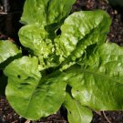 100X Seeds - LETTUCE Green Mignonette Vegetable Seeds - Garden Vegetable Seeds