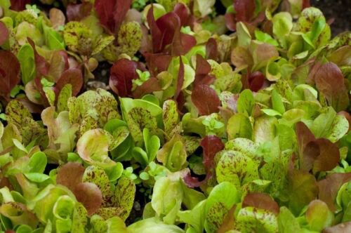 220X Seeds - LETTUCE 'Mix' Vegetable Seeds - Garden Vegetable Seeds