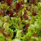 220X Seeds - LETTUCE 'Mix' Vegetable Seeds - Garden Vegetable Seeds