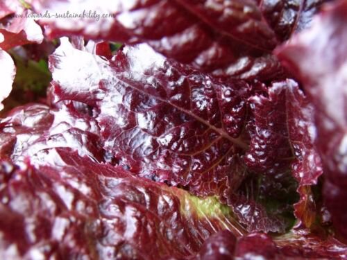 100X Seeds - LETTUCE Red Mignonette Vegetable Seeds - Garden Vegetable Seeds