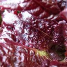 100X Seeds - LETTUCE Red Mignonette Vegetable Seeds - Garden Vegetable Seeds