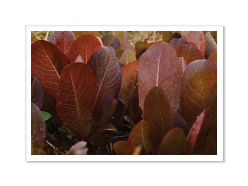 200X Seeds - Lettuce 'Red Cos Cimmaron' Vegetable Seeds - Garden Vegetable Seeds