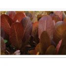 200X Seeds - Lettuce 'Red Cos Cimmaron' Vegetable Seeds - Garden Vegetable Seeds