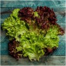 200X Seeds - Lettuce (Lolla Rosso) Vegetable Seeds - Garden Vegetable Seeds