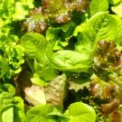 300X Seeds - Lettuce “Gourmet mix” Vegetable Seeds - Garden Vegetable Seeds