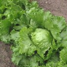 200X Seeds - LETTUCE 'Iceberg' Vegetable Seeds - Garden Vegetable Seeds