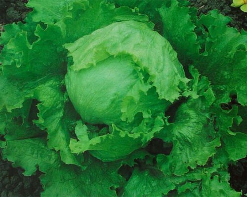 120X Seeds - Lettuce Great Lakes Vegetable Seeds - Garden Vegetable Seeds