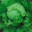120X Seeds - Lettuce Great Lakes Vegetable Seeds - Garden Vegetable Seeds