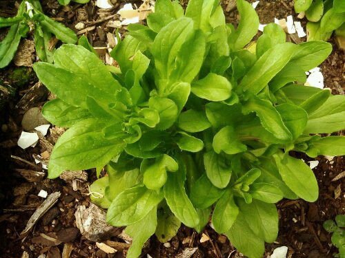 100X Seeds - CORN SALAD 'Lambs Lettuce' Vegetable Seeds - Garden Vegetable Seeds
