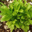 100X Seeds - CORN SALAD 'Lambs Lettuce' Vegetable Seeds - Garden Vegetable Seeds
