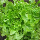 115X Seeds - Lettuce Salad Bowl Green Vegetable Seeds - Garden Vegetable Seeds