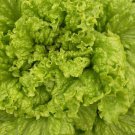 115X Seeds - Lettuce Australian Yellow Leaf Vegetable Seeds - Garden Vegetable Seeds