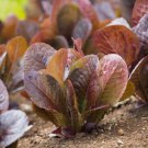 115X Seeds - Lettuce Cimmaron Vegetable Seeds - Garden Vegetable Seeds