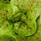 115X Seeds - Lettuce Speckled Vegetable Seeds - Garden Vegetable Seeds