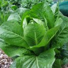 150X Seeds - Lettuce Cos Verdi Vegetable Seeds - Garden Vegetable Seeds