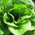 115X Seeds - Lettuce All Year Round Vegetable Seeds - Garden Vegetable Seeds