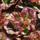 115X Seeds - Lettuce Outredgeous Vegetable Seeds - Garden Vegetable Seeds