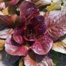 115X Seeds - Lettuce Red Cos Vegetable Seeds - Garden Vegetable Seeds