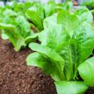115X Seeds - Lettuce Little Gem Vegetable Seeds - Garden Vegetable Seeds