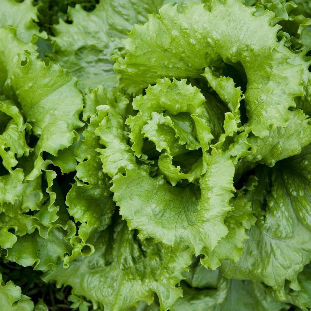 115X Seeds - Lettuce Black Seeded Vegetable Seeds - Garden Vegetable Seeds