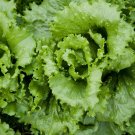115X Seeds - Lettuce Black Seeded Vegetable Seeds - Garden Vegetable Seeds