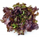 115X Seeds - Lettuce Oakleaf Red Vegetable Seeds - Garden Vegetable Seeds
