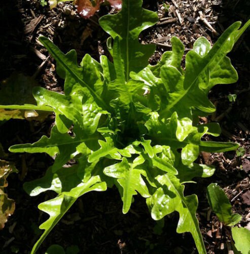 115X Seeds - Lettuce Oakleaf Green Vegetable Seeds - Garden Vegetable Seeds