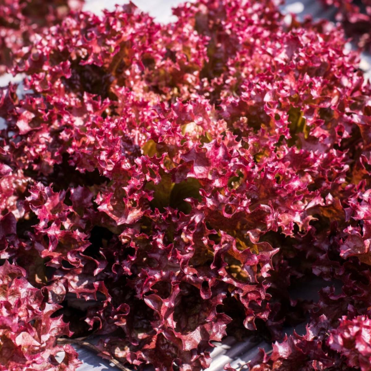 115X Seeds - Lettuce Selway Red Vegetable Seeds - Garden Vegetable Seeds