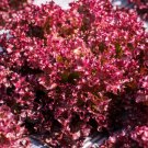 115X Seeds - Lettuce Selway Red Vegetable Seeds - Garden Vegetable Seeds
