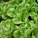 200X Seeds - Baby Lettuce LITTLE GEM MINI COS Vegetable Seeds - Garden Vegetable Seeds